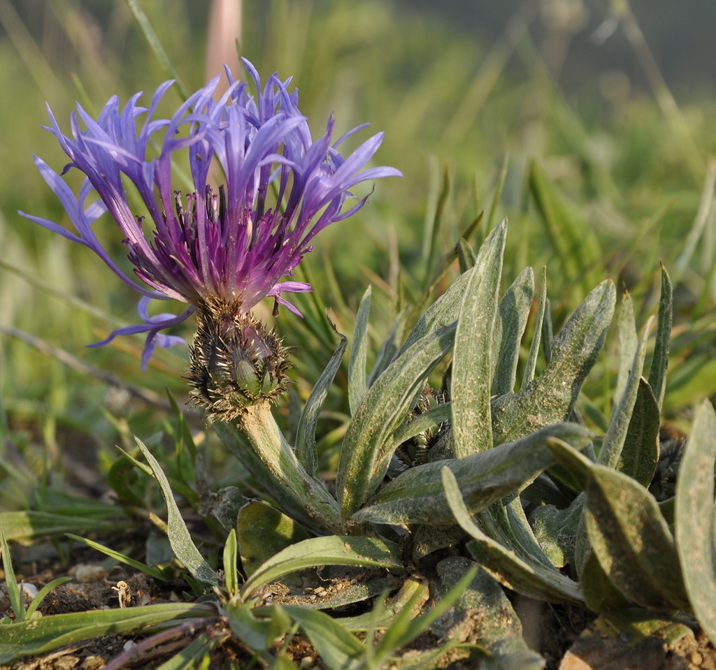 Изображение особи Centaurea pichleri.