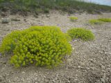 Odontarrhena obtusifolia