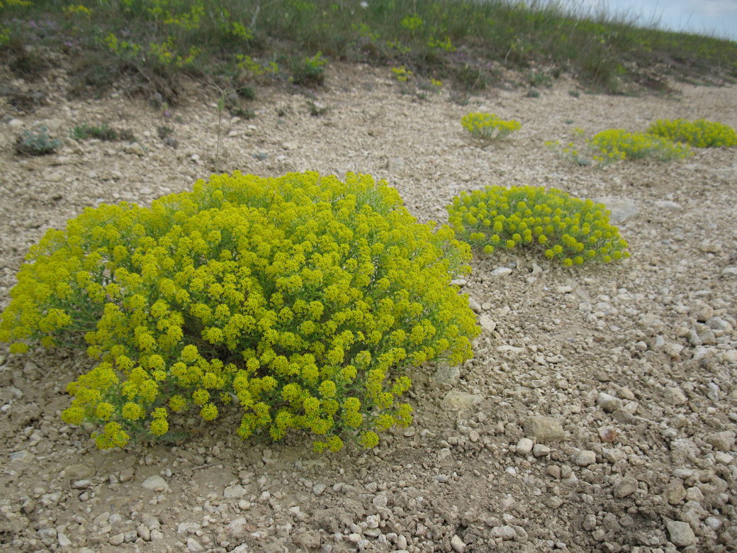 Изображение особи Odontarrhena obtusifolia.