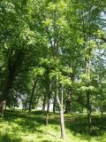 род Juglans