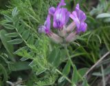 Oxytropis owerinii