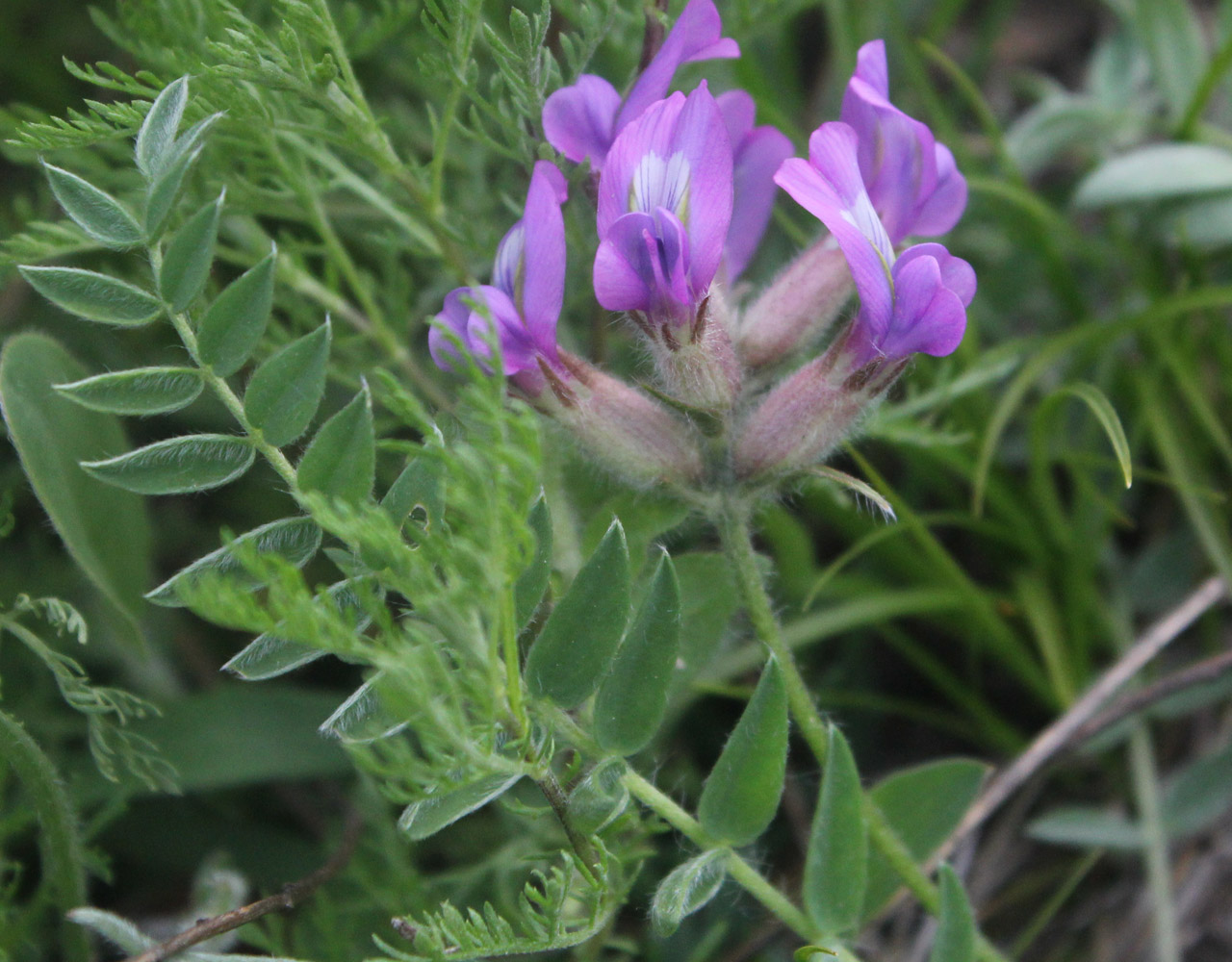 Изображение особи Oxytropis owerinii.