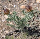 Stemmacantha uniflora. Растение с нераскрывшимися соцветиями. Республика Бурятия, г. Улан-Удэ, окр. оз. Тулунжинское, щебнистый склон. 09.06.2013.