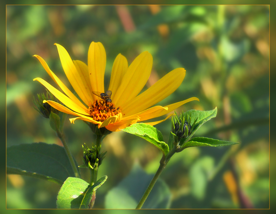 Image of Helianthus tuberosus specimen.