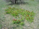 Paeonia tenuifolia