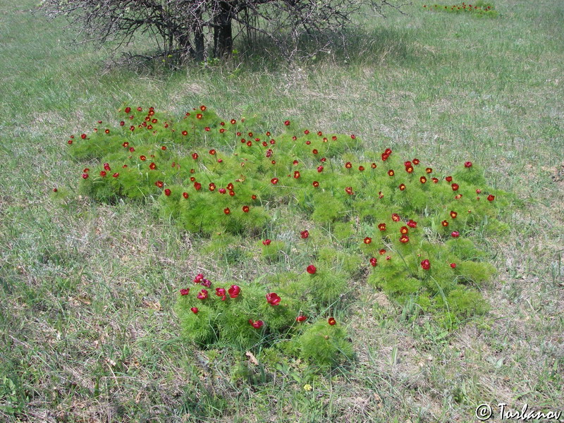 Изображение особи Paeonia tenuifolia.