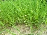 Agrostis stolonifera. Вегетирующие растения на песчаном берегу. Чувашия, окр. г. Шумерля, пойма р. Сура, берег пляжа. 12 июля 2013 г.