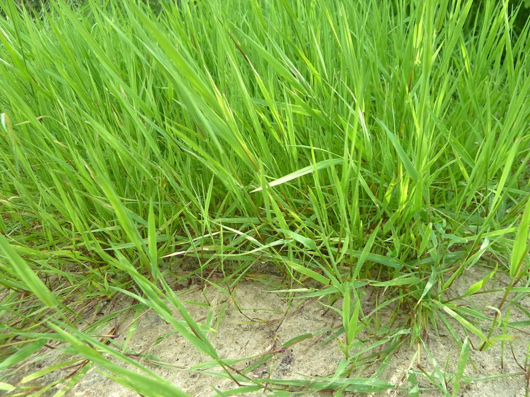 Изображение особи Agrostis stolonifera.