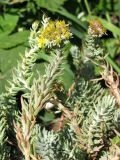 Sedum reflexum