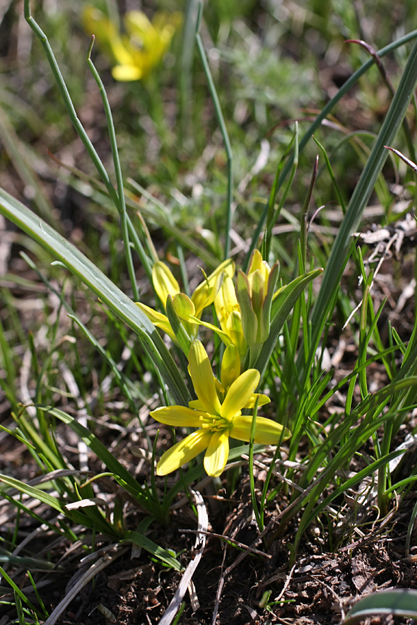 Image of genus Gagea specimen.