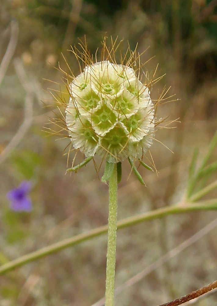 Изображение особи Scabiosa ochroleuca.