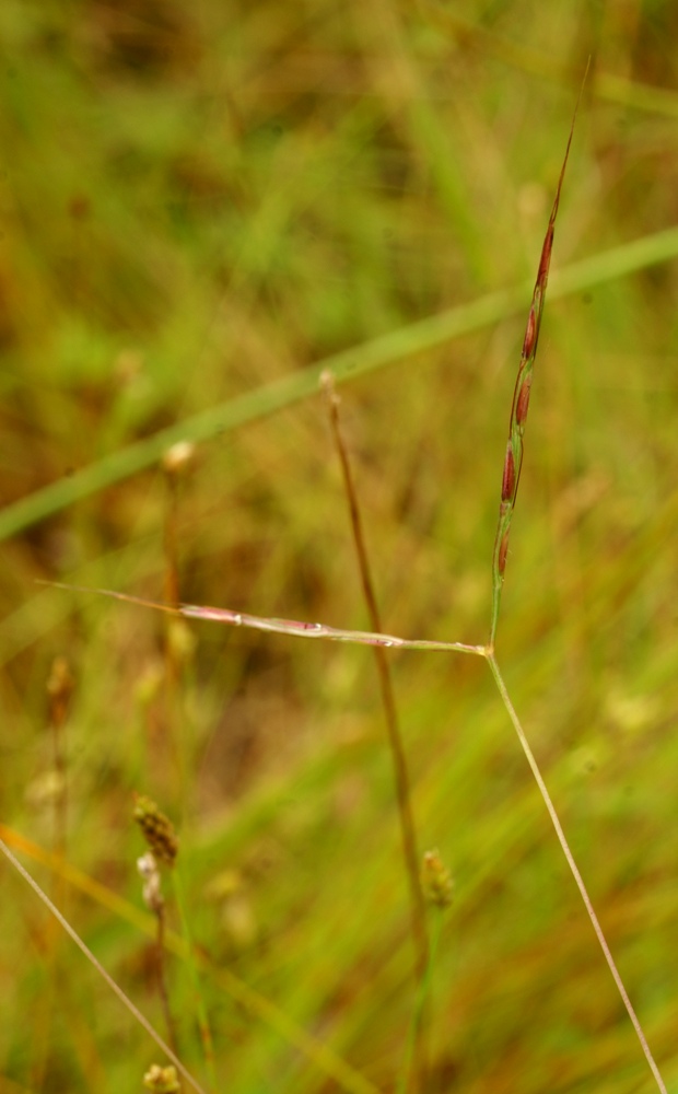 Изображение особи Dimeria neglecta.