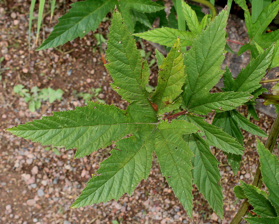 Изображение особи Filipendula rubra.