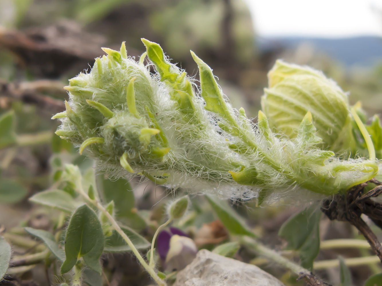 Изображение особи Citrullus lanatus ssp. vulgaris.