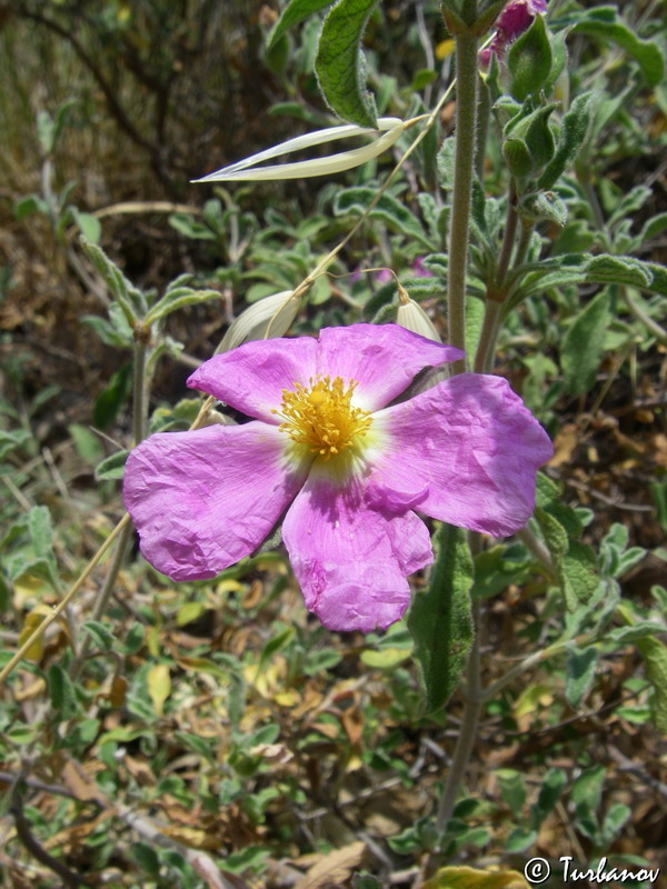 Изображение особи Cistus tauricus.