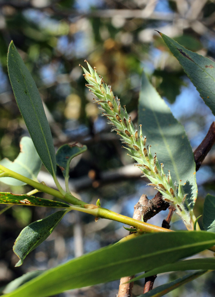 Image of Salix pycnostachya specimen.