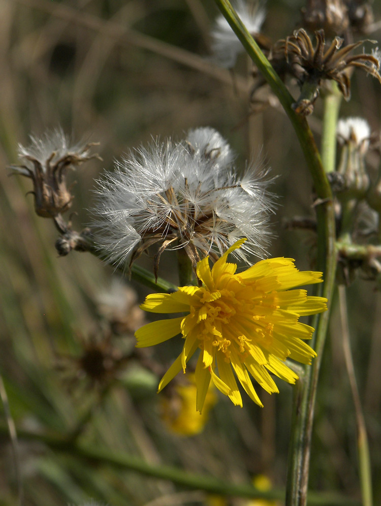 Image of Crepis pannonica specimen.