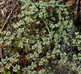 Scleranthus perennis. Цветущие растения. Владимирская область, лесничество \"Красный Маяк\", окрестности деревни Митино. 25.06.2013.