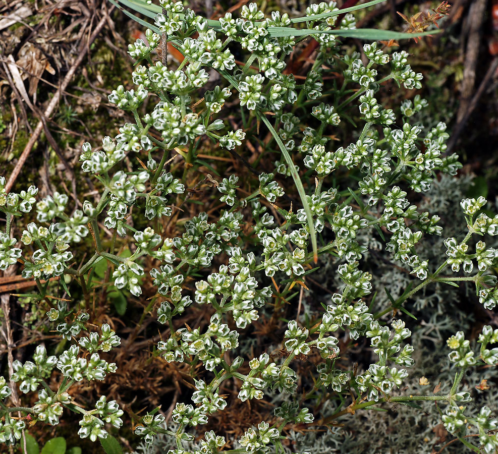 Изображение особи Scleranthus perennis.