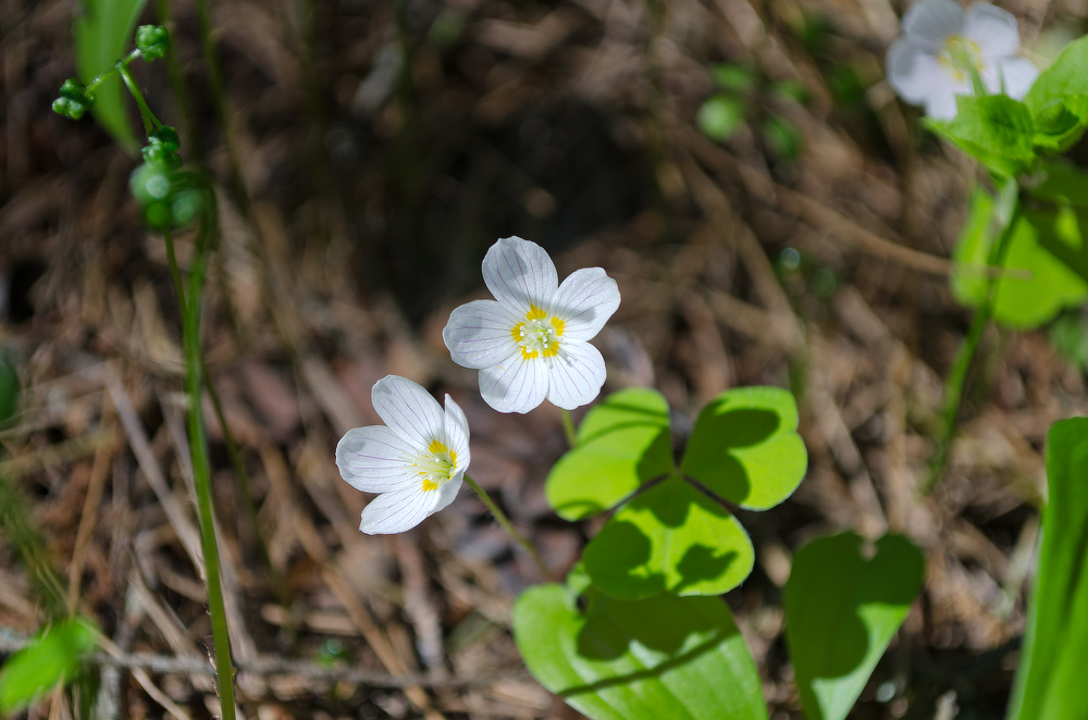 Изображение особи Oxalis acetosella.