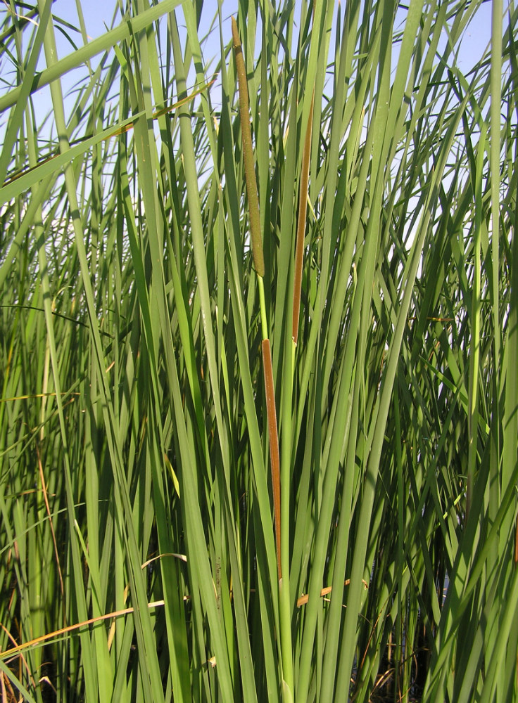 Изображение особи Typha angustifolia.