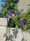 Ipomoea purpurea