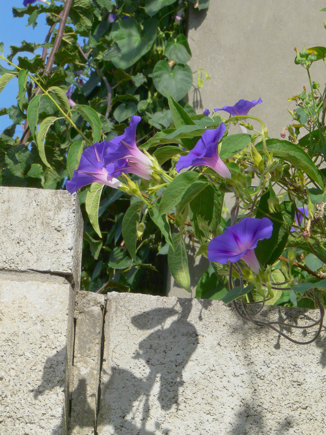 Изображение особи Ipomoea purpurea.