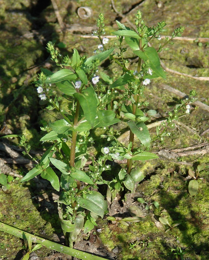 Изображение особи Veronica anagallis-aquatica.