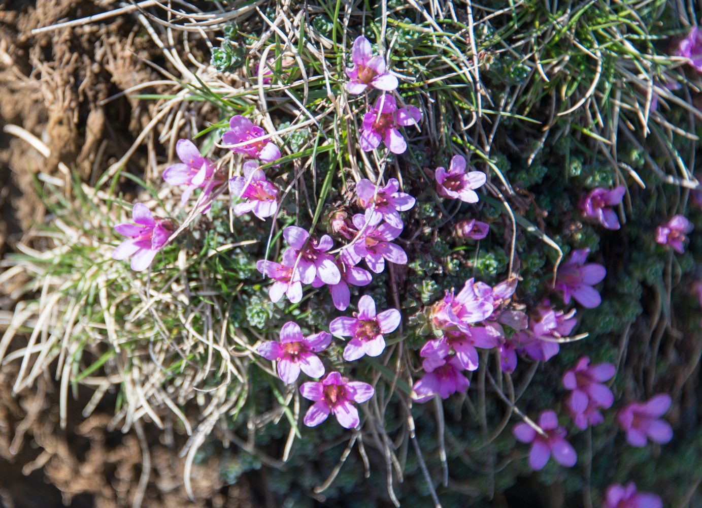 Изображение особи Saxifraga oppositifolia ssp. paradoxa.