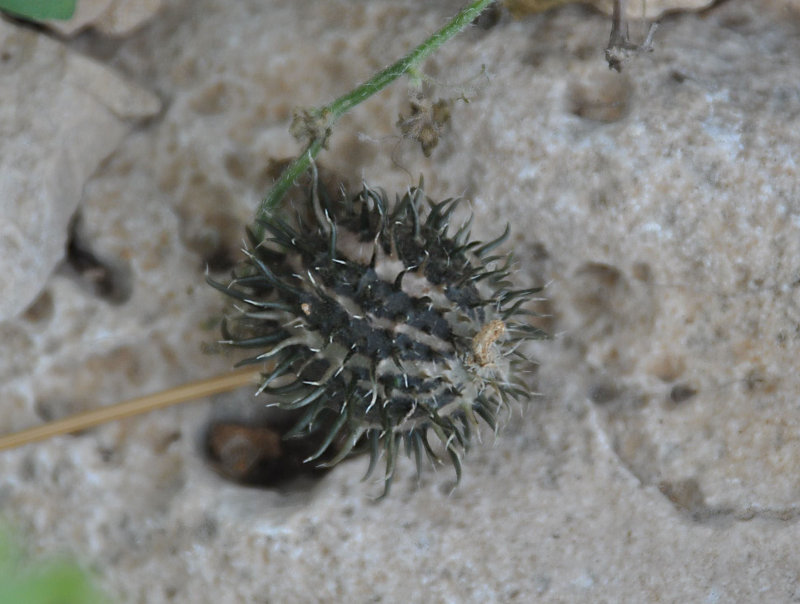 Image of Cucumis prophetarum specimen.