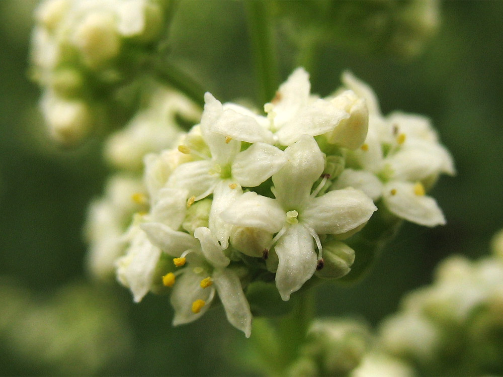Image of Galium boreale specimen.