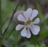 Image of taxon representative. Author is Роланд Цандекидис