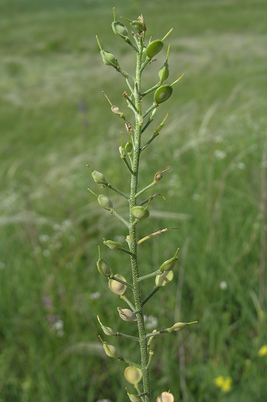 Image of Alyssum gmelinii specimen.