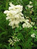 Filipendula ulmaria. Верхушка цветущего растения. Вологодская обл., Великоустюгский р-н, урочище Опоки, правый берег р. Сухона, поросший кустарником овраг. 06.07.2013.