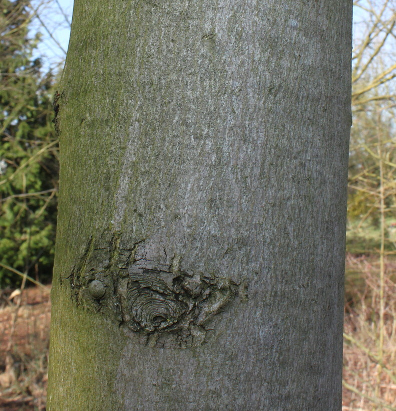 Image of Acer rubrum specimen.