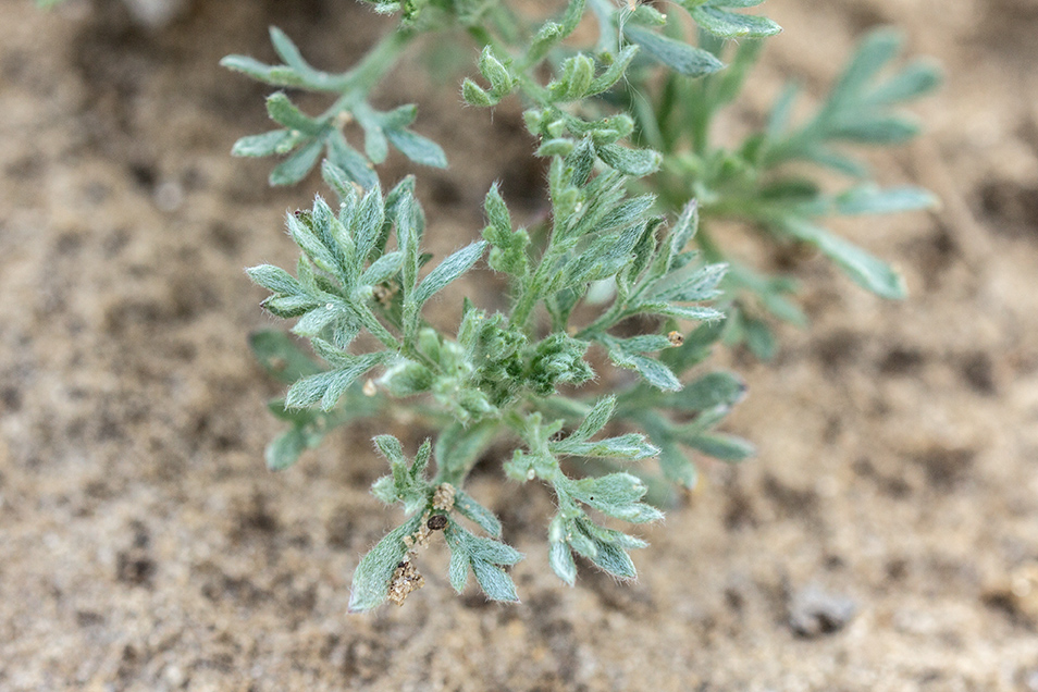 Изображение особи Artemisia austriaca.