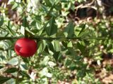 Ruscus aculeatus