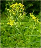 Erysimum cheiranthoides. Верхушка цветущего растения. Чувашия, окрестности г. Шумерля, ст. Кумашка, ж/д насыпь. 9 июля 2009 г.