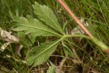 Potentilla recta subspecies pilosa