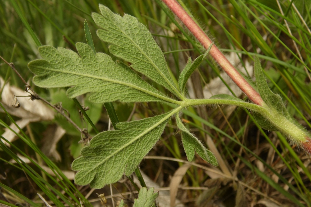 Image of Potentilla recta ssp. pilosa specimen.