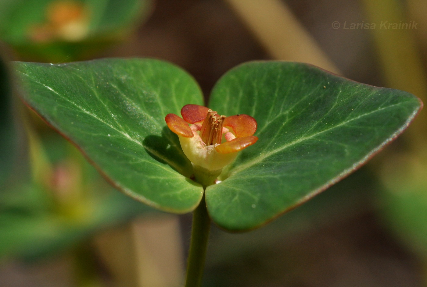 Image of Euphorbia komaroviana specimen.