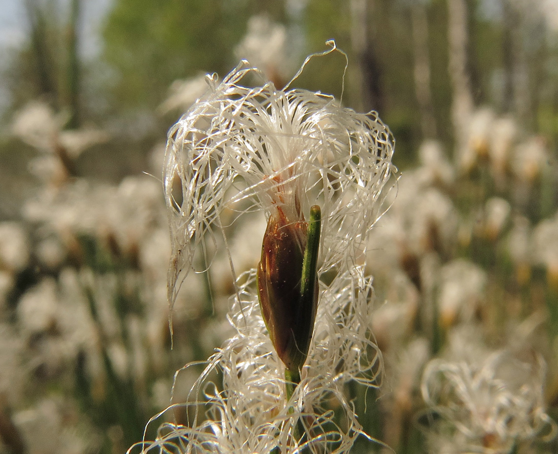 Image of Trichophorum alpinum specimen.