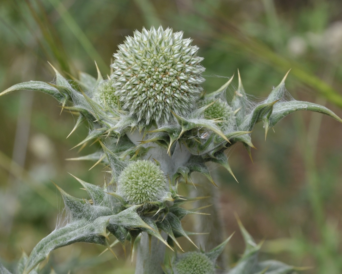 Image of Echinops albidus specimen.