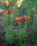 Lilium pensylvanicum