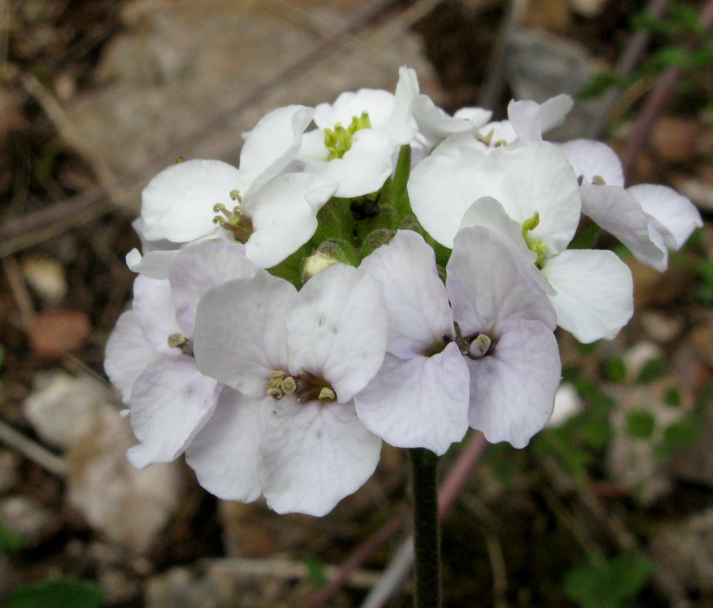 Изображение особи Stevenia incarnata.