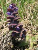 Ajuga orientalis