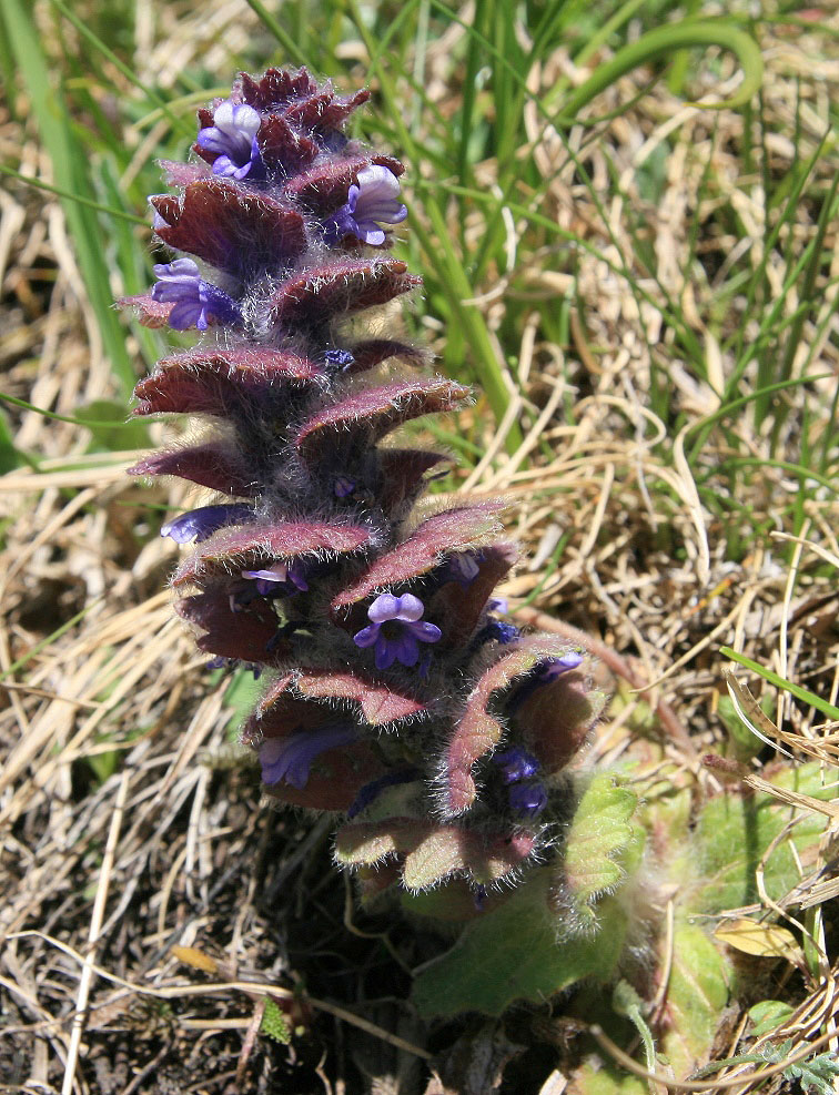 Изображение особи Ajuga orientalis.