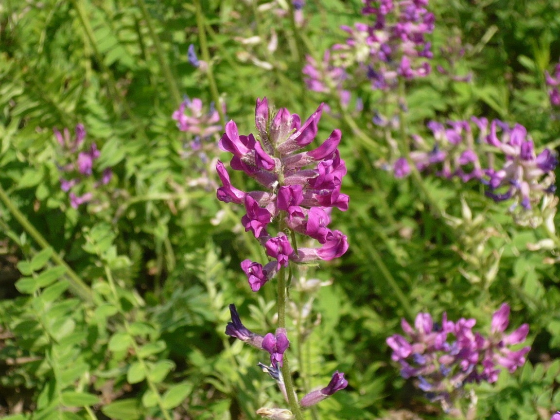 Изображение особи Oxytropis campanulata.