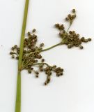 Juncus effusus. Соцветие. Курская обл., Железногорский р-н, д. Жарманово, истоки р. Мцень. 22 июля 2007 г.