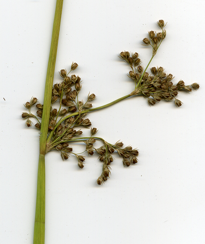 Image of Juncus effusus specimen.